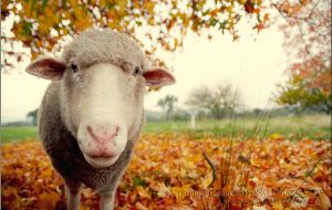 electric sheep netting