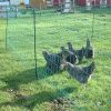 Electric Poultry netting