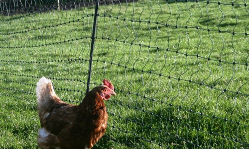 Green Electric Poultry Netting