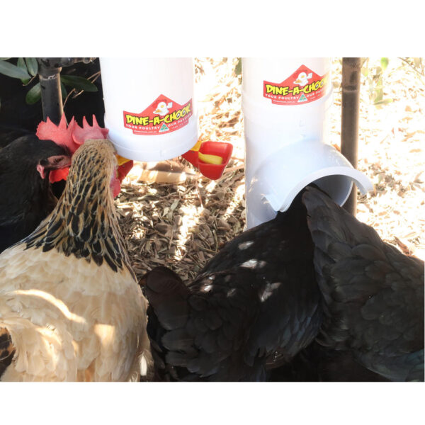 Dine-a-Chook Large Feeder and Drinker set in use